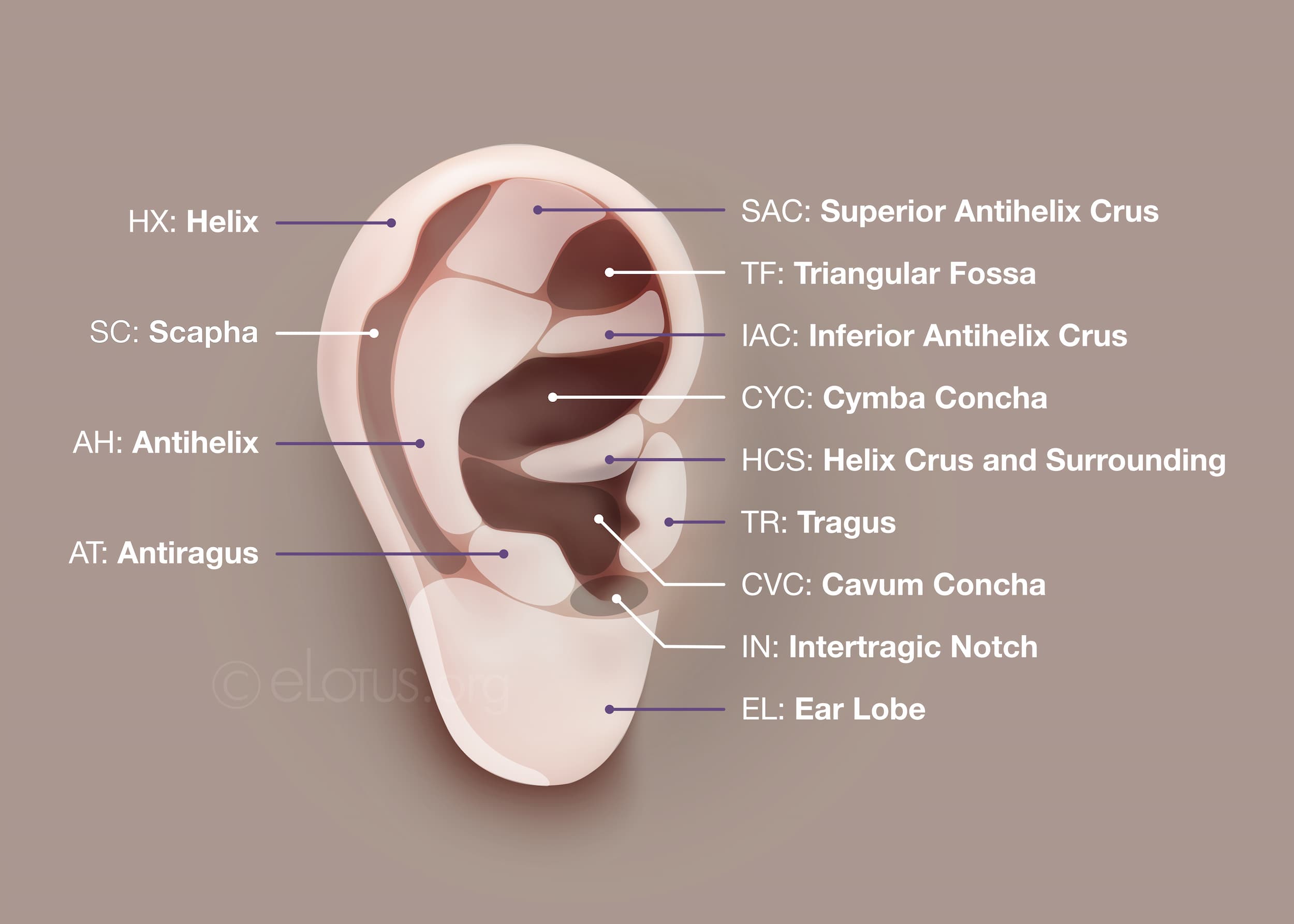 The organization of Dr. Li-Chun Huang&#039;s auricular points follows the anatomy of the outer ear